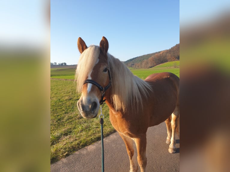 Haflinger Hengst 13 Jahre 152 cm Fuchs in Hessisch Lichtenau