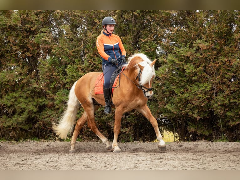 Haflinger Hengst 13 Jahre 158 cm Fuchs in Lelystad