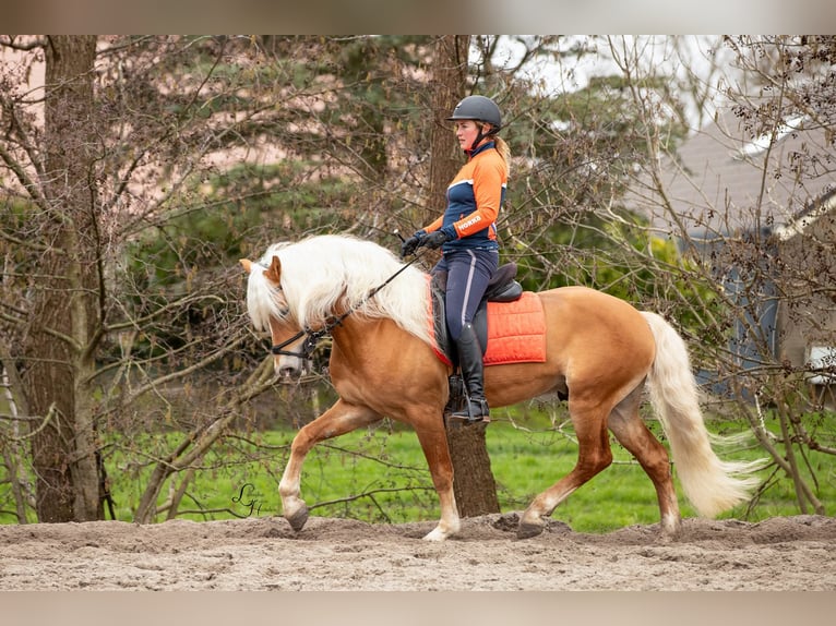 Haflinger Hengst 13 Jahre 158 cm Fuchs in Lelystad