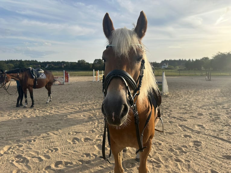 Haflinger Hengst 15 Jaar 151 cm Bruin in Weitenhagen