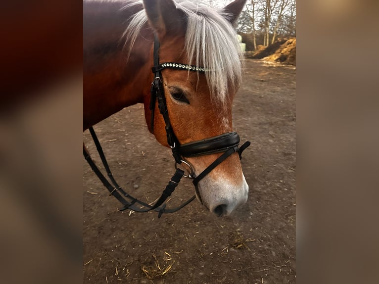 Haflinger Hengst 15 Jaar 151 cm Bruin in Weitenhagen
