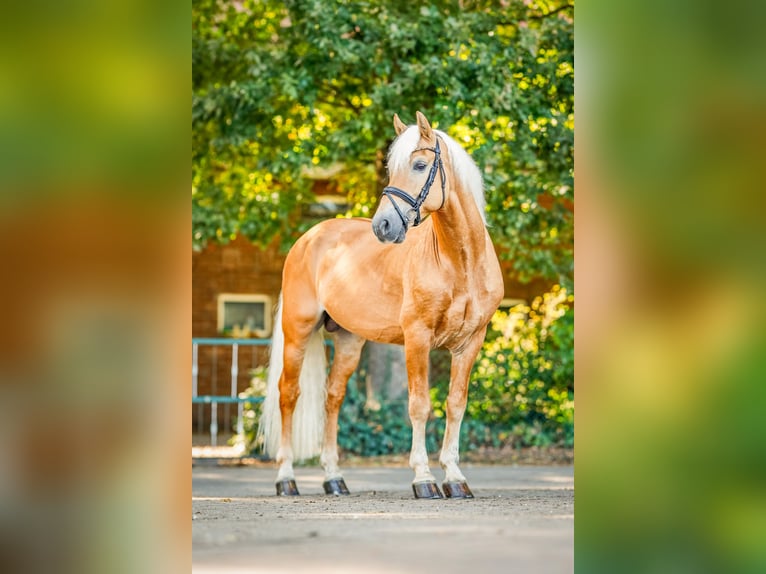 Haflinger Hengst 15 Jahre 149 cm Fuchs in Ostercappeln