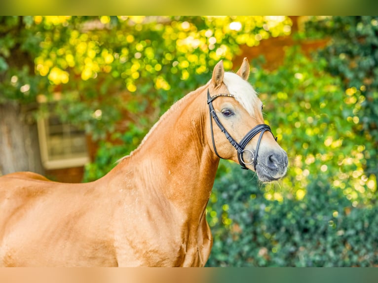 Haflinger Hengst 15 Jahre 149 cm Fuchs in Ostercappeln