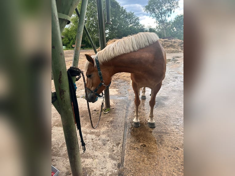 Haflinger Hengst 15 Jahre 151 cm Brauner in Weitenhagen