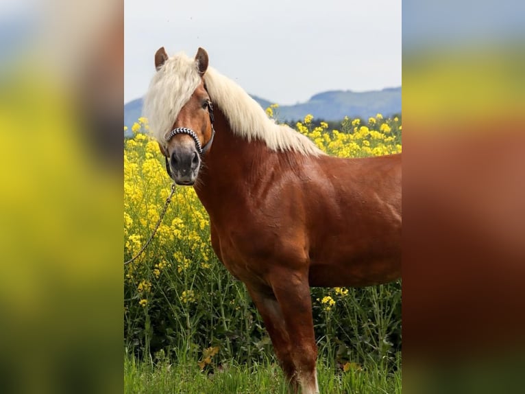 Haflinger Hengst 15 Jahre 151 cm Fuchs in St.Georgen an der Leys