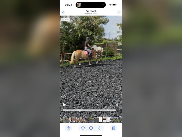 Haflinger Hengst 16 Jahre 146 cm Fuchs in Butzbach