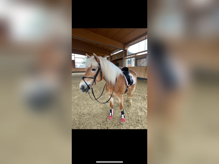 Haflinger Hengst 16 Jahre 146 cm Fuchs in Butzbach