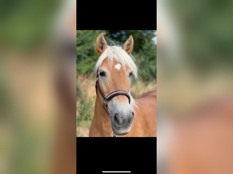 Haflinger Hengst 16 Jahre 146 cm Fuchs in Butzbach