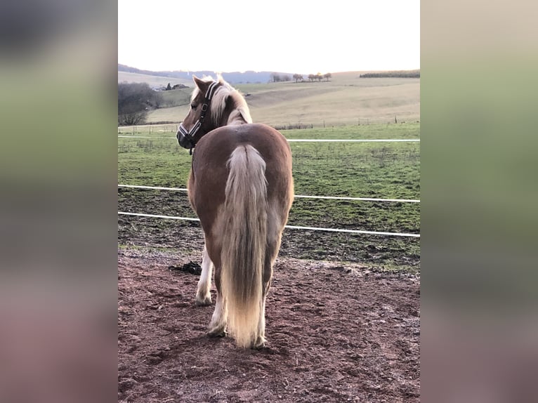 Haflinger Hengst 19 Jaar 160 cm Lichtbruin in Heddert