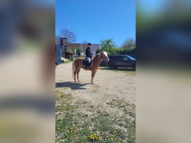 Haflinger Hengst 19 Jahre 146 cm Fuchs in Rottenburg an der Laaber