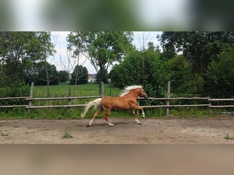 Haflinger Hengst 19 Jahre 146 cm Fuchs in Rottenburg an der Laaber