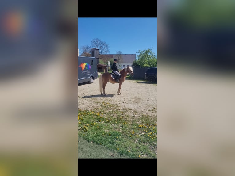 Haflinger Hengst 19 Jahre 146 cm Fuchs in Rottenburg an der Laaber