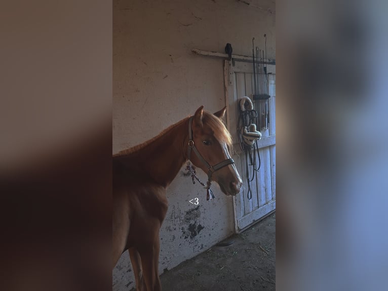 Haflinger Mix Hengst 1 Jaar 117 cm Vos in Falkenberg/Elster