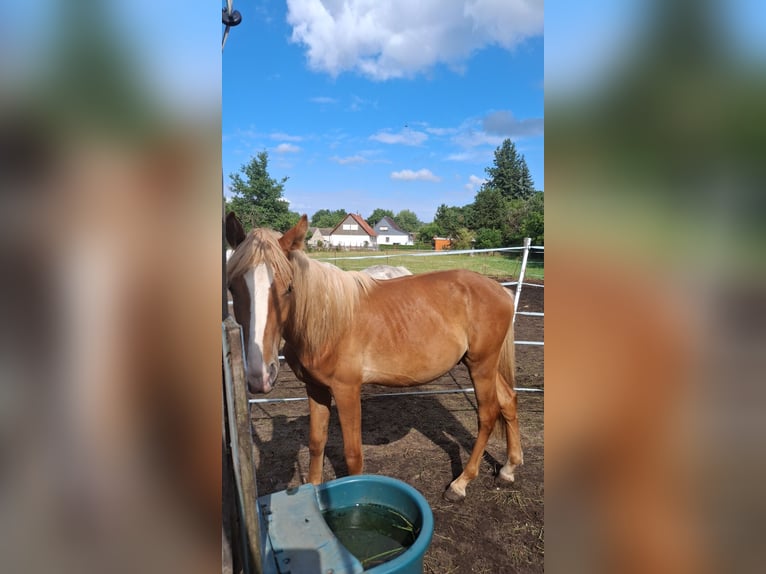 Haflinger Mix Hengst 1 Jaar 117 cm Vos in Falkenberg/Elster