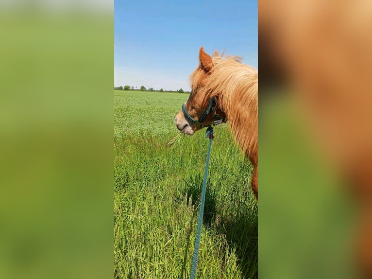 Haflinger Mix Hengst 1 Jaar 117 cm Vos in Falkenberg/Elster