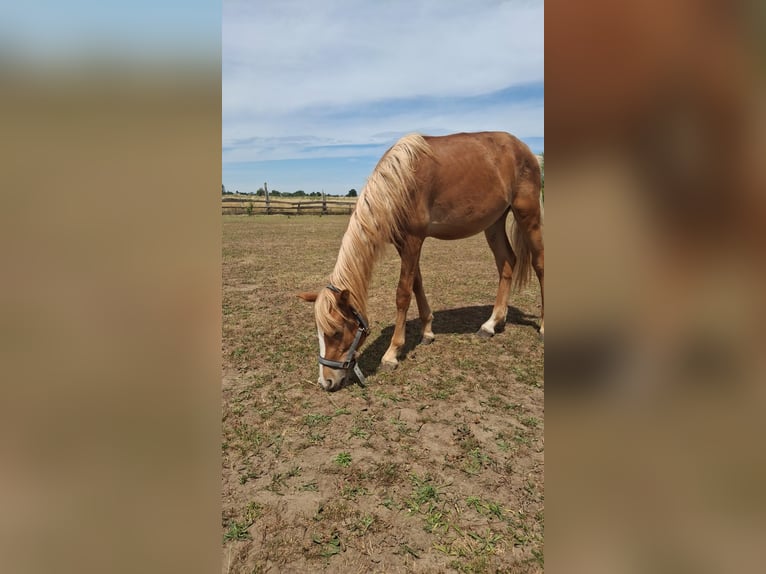 Haflinger Mix Hengst 1 Jaar 117 cm Vos in Falkenberg/Elster
