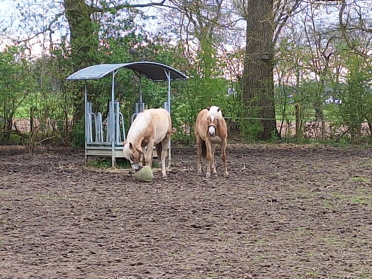 Haflinger Hengst 1 Jaar 135 cm  in Xanten