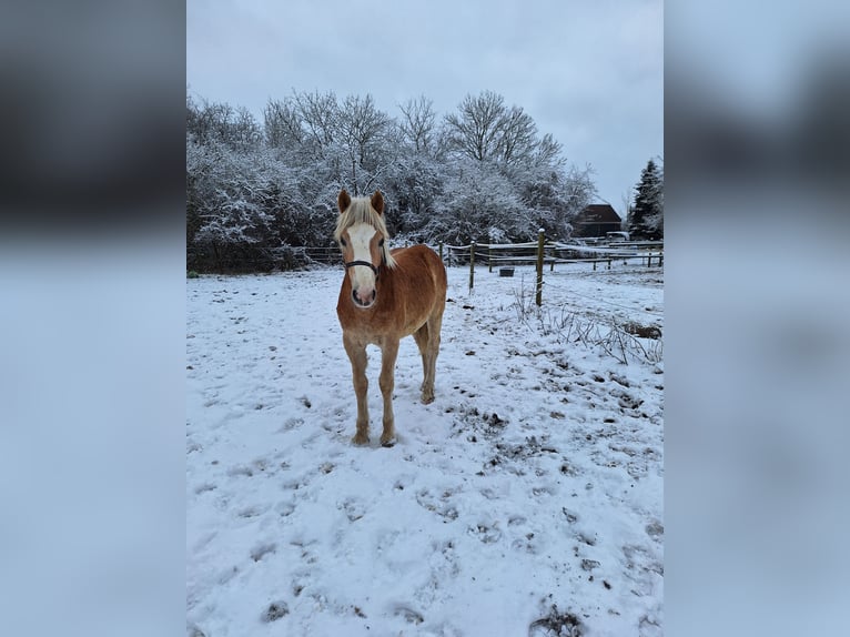 Haflinger Hengst 1 Jaar 135 cm  in Xanten