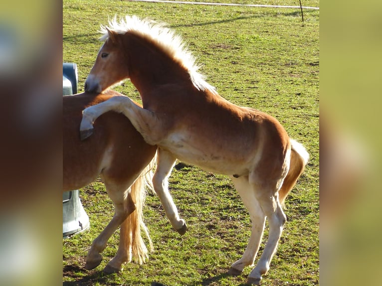 Haflinger Hengst 1 Jaar 135 cm Vos in Dellach