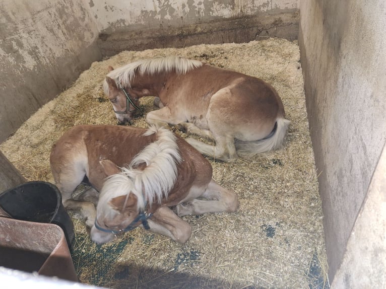 Haflinger Hengst 1 Jaar 135 cm Vos in Xanten