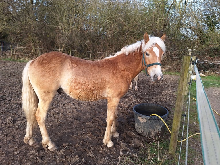 Haflinger Hengst 1 Jaar 135 cm Vos in Xanten