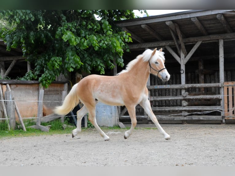 Haflinger Hengst 1 Jaar 138 cm  in Distelberg