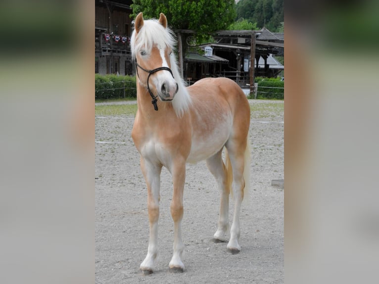 Haflinger Hengst 1 Jaar 138 cm  in Distelberg