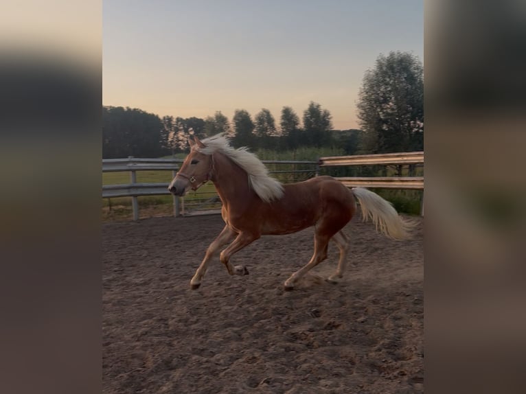 Haflinger Hengst 1 Jaar 140 cm  in Wommelgem