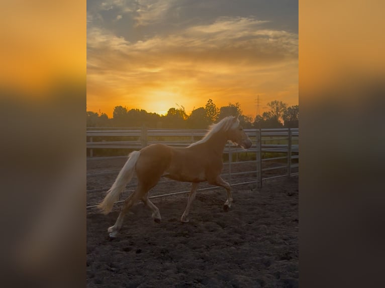 Haflinger Hengst 1 Jaar 140 cm  in Wommelgem