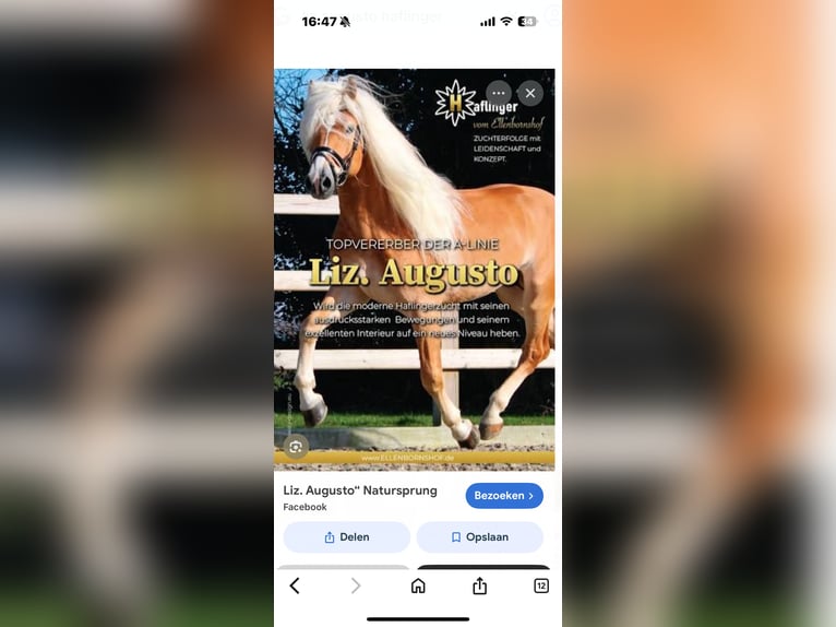 Haflinger Hengst 1 Jaar 140 cm  in Wommelgem