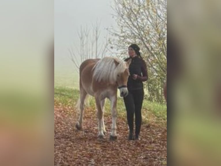 Haflinger Hengst 1 Jaar 140 cm Vos in Gummern