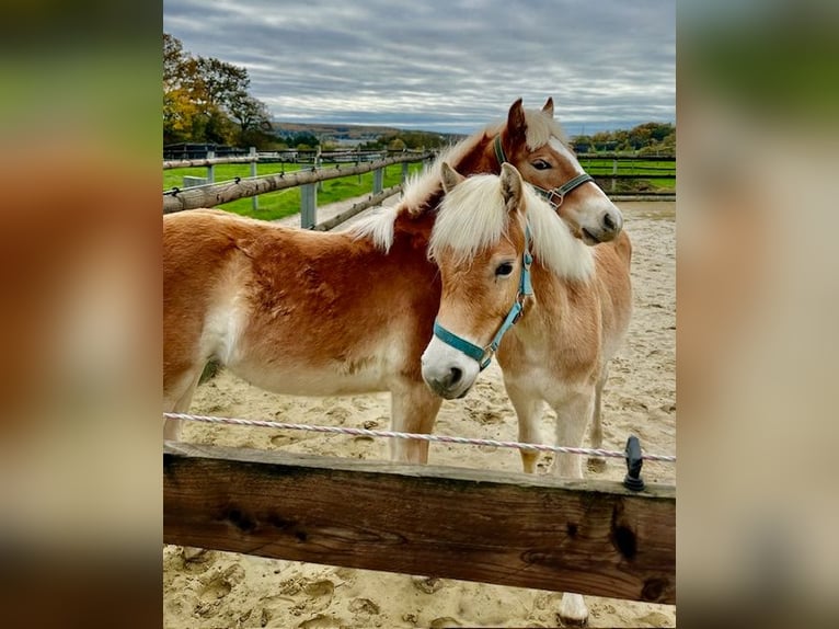 Haflinger Hengst 1 Jaar 145 cm Vos in Witten