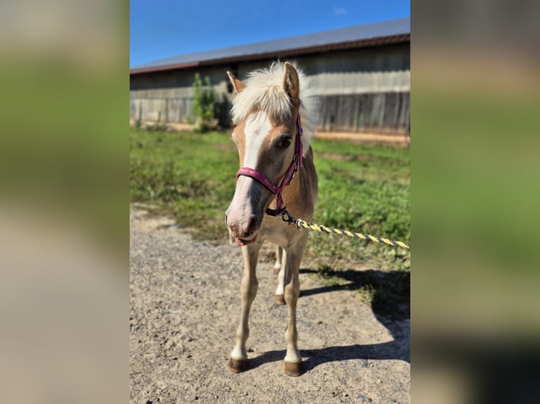 Haflinger Hengst 1 Jaar 147 cm Vos in Steinen