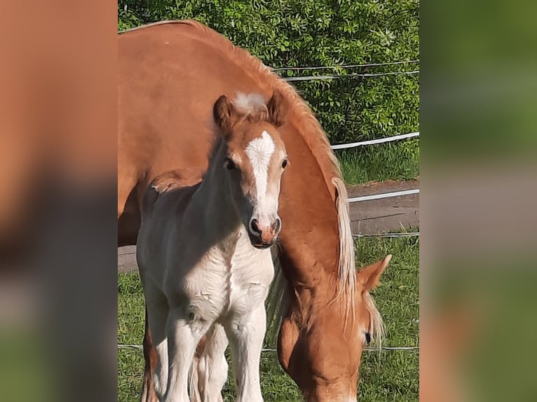 Haflinger Hengst 1 Jaar 148 cm Vos in Kaiserslautern