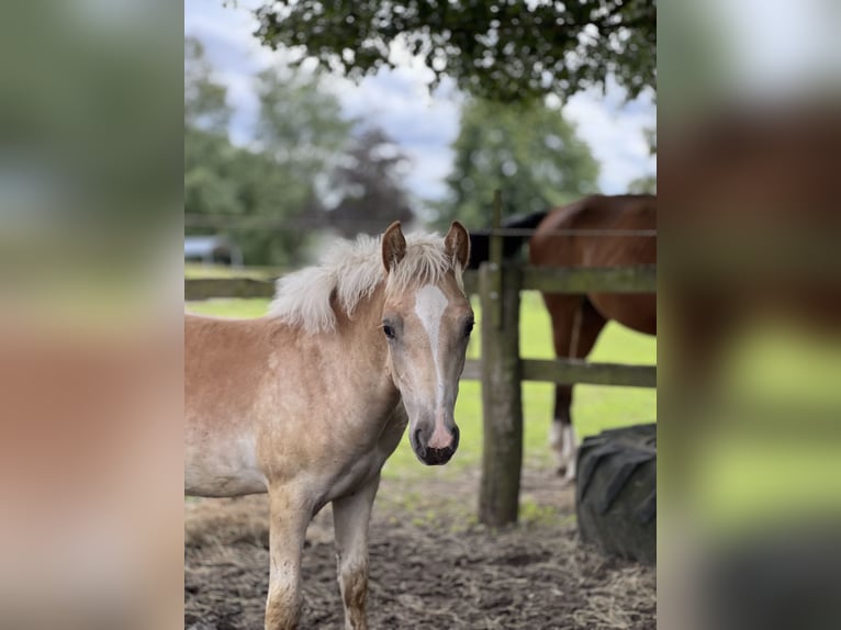 Haflinger Hengst 1 Jaar 148 cm Vos in Seedorf