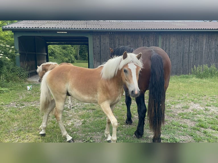 Haflinger Hengst 1 Jaar 148 cm Vos in Wien, FavoritenWien