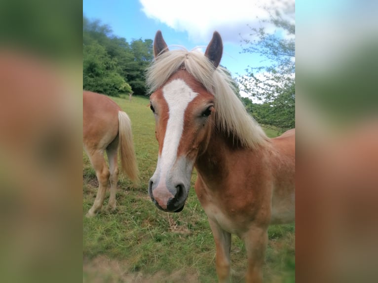 Haflinger Hengst 1 Jaar 150 cm in Biebergem&#xFC;nd