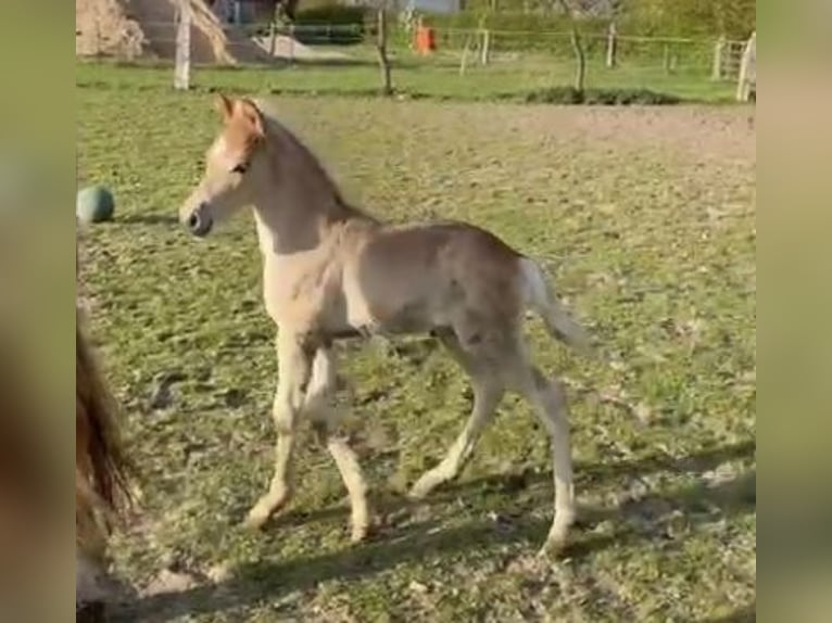 Haflinger Hengst 1 Jaar 150 cm in Suhlendorf