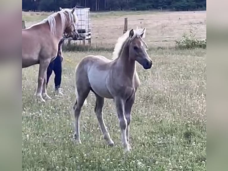 Haflinger Hengst 1 Jaar 150 cm in Suhlendorf