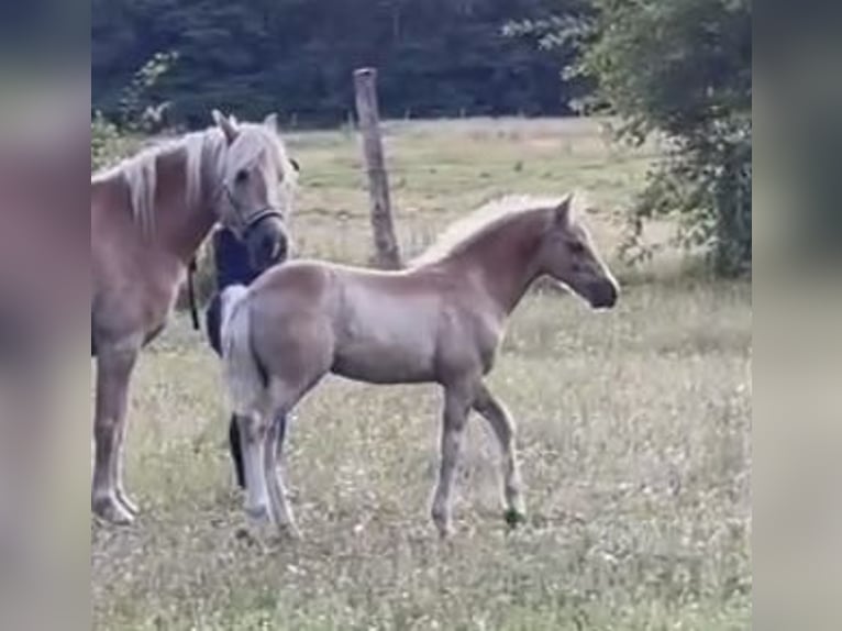 Haflinger Hengst 1 Jaar 150 cm in Suhlendorf