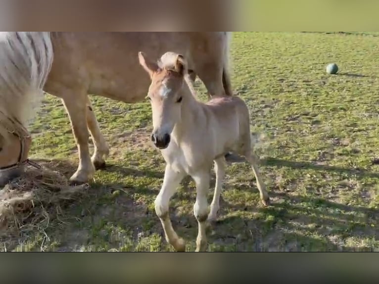 Haflinger Hengst 1 Jaar 150 cm in Suhlendorf