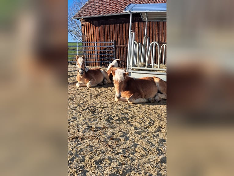 Haflinger Hengst 1 Jaar 150 cm  in Schierling