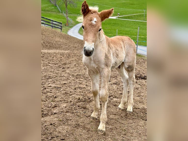 Haflinger Hengst 1 Jaar 150 cm  in Schierling