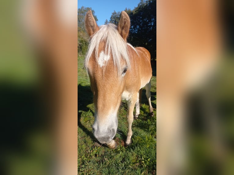 Haflinger Hengst 1 Jaar 150 cm Vos in JABREILLES LES BORDES