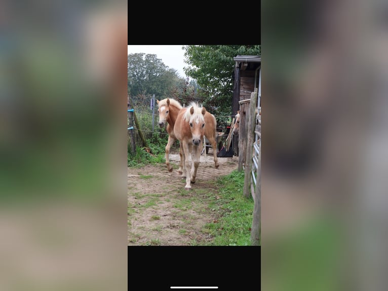 Haflinger Hengst 1 Jaar 150 cm Vos in Mönchengladbach