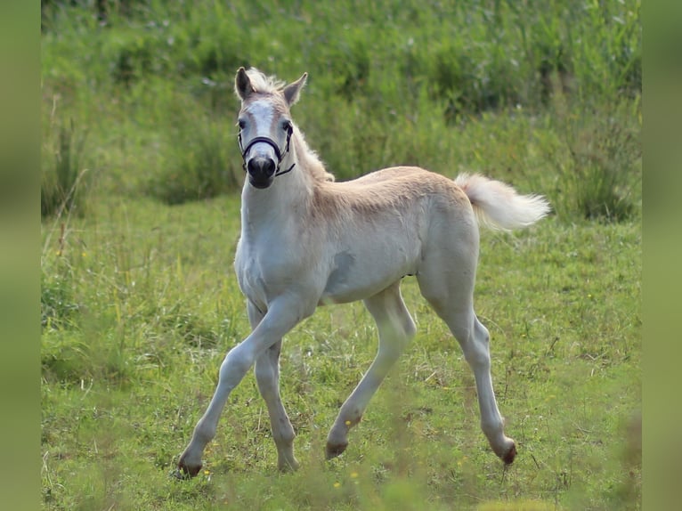 Haflinger Hengst 1 Jaar 150 cm Vos in Saara