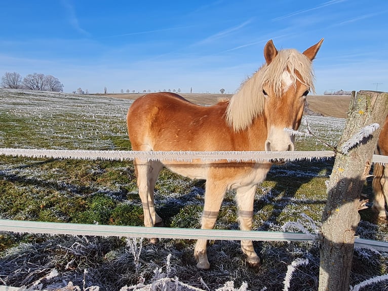 Haflinger Hengst 1 Jaar 150 cm Vos in Gera