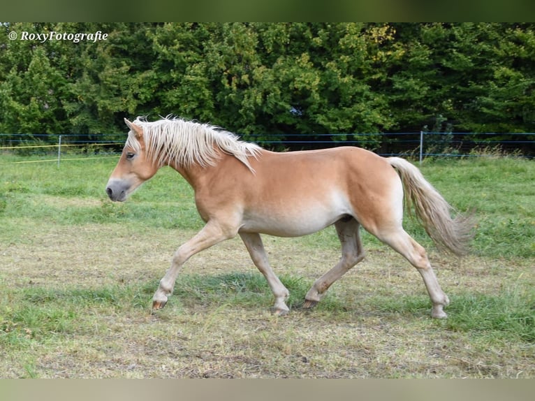 Haflinger Hengst 1 Jaar 150 cm Vos in Falkenberg/Elster Haflinger Hengst 1 Jaar 150 cm Vos in Falkenberg/Elster