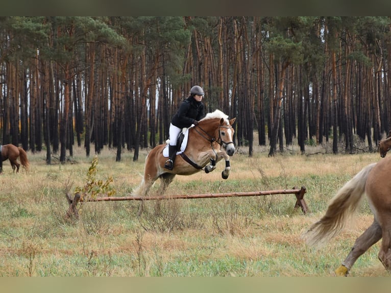 Haflinger Hengst 1 Jaar 150 cm Vos in Falkenberg/Elster Haflinger Hengst 1 Jaar 150 cm Vos in Falkenberg/Elster