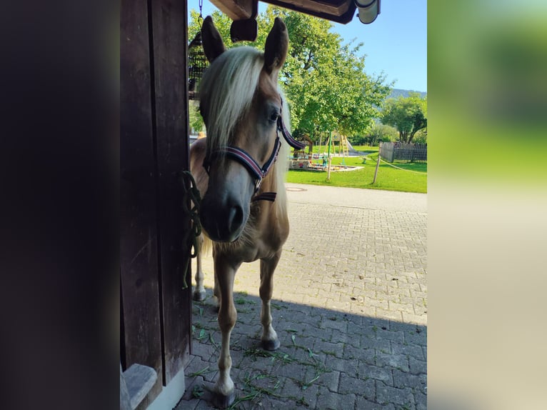 Haflinger Hengst 1 Jaar 150 cm Vos in Ruhpolding